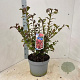 Euonymus alatus 40-50 cm 10L