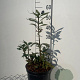Euonymus alatus 50-60 cm 7,5L