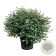 Euonymus alat. 'Compactus' 50-60 cm met kluit