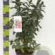 Euonymus europaeus 80-100 cm 12L