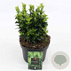 Euonymus jap. 'Green Spire' 20-30 cm 2,0L