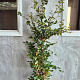 Fagus sylvatica 175-200 cm wortelgoed