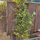 Fagus sylvatica 175-200 cm wortelgoed