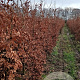 Fagus sylvatica 200-250 cm wortelgoed