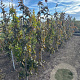 Fagus syl. 'Purple Fountain' 200-250 cm met kluit