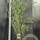 Fargesia robusta 'Campbell' 100-125 cm 10L