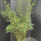 Fargesia robusta 'Campbell' 175-200 cm 10L