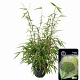 Fargesia robusta 'Pingwu' 60-80 cm 5,0L