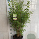 Fargesia rufa 80-100 cm 7,5L