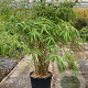 Fargesia rufa 100-125 cm 15L