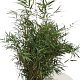 Fargesia scabrida 'Asian Wonder' 100-125 cm 15L