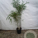 Fargesia scabrida 'Asian Wonder' 150-175 cm 15L