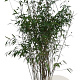 Fargesia 'Winter Joy' 125-150 cm 15L