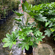 Fatsia japonica 80-100 cm 15L