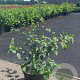 Frangula alnus 100-125 cm 10L