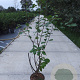 Frangula alnus 100-125 cm 10L