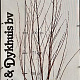 Halesia carolina 125-150 cm met kluit