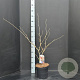 Hamamelis int. 'Diane' 60-80 cm 7,5L