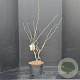 Hamamelis int. 'Pallida' 80-100 cm 10L