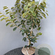 Hamamelis int. 'Westerstede' 80-100 cm 10L