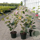 Hamamelis int. 'Westerstede' 80-100 cm 10L
