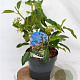 Hedera colchica 'Fall Favourite' 25-30 cm 3,0L