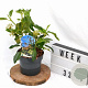 Hedera colchica 'Fall Favourite' 25-30 cm 3,0L