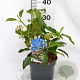 Hedera colchica 'Fall Favourite' 25-30 cm 3,0L