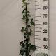 Hedera hibernica 80-100 cm P11 Gestokt