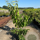 Heptacodium miconioides 60-80 cm 10L