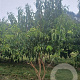 Heptacodium miconioides 250-300 cm draadkluit meerstammig