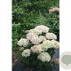 Hydrangea a. Bellarag. Blanchetta GM 3,0L leverbaar