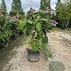 Hydrangea asp. 'Macrophylla' 100-125 cm 20L