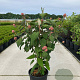 Hydrangea asp. 'Macrophylla' 100-125 cm 20L