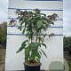 Hydrangea asp. 'Macrophylla' 100-125 cm 20L