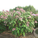 Hydrangea asp. sargentiana 80-100 cm met kluit