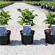 Hydrangea m. 'Blaumeise' 25-30 cm 3,5L