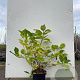 Hydrangea m. 'Bouquet Rose' 60-80 cm 20L