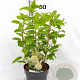Hydrangea pan. 'Limelight' 40-50 cm 3,0L