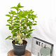 Hydrangea pan. 'Limelight' 40-50 cm 3,0L