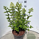 Hydrangea pan. 'Limelight' 60-80 cm 10L