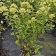 Hydrangea pan. 'Limelight' 60-80 cm 10L