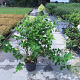 Hydrangea pan. 'Limelight' 60-80 cm 10L