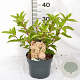 Hydrangea pan. 'Phantom' 40-50 cm 3,0L