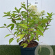 Hydrangea pan. 'Phantom' 40-50 cm 3,0L