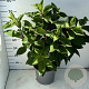 Hydrangea pan. Pinky Winky 60-80 cm 7,5L