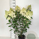 Hydrangea pan. Vanille-Fraise 60-80 cm 7,5L