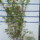 Hydrangea pan. Vanille-Fraise 125-150 cm 20L