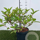 Hydrangea pan. 'Wim's Red' 40-50 cm 3,0L