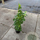 Hydrangea anomala petiolaris 60-80 cm 3,0L